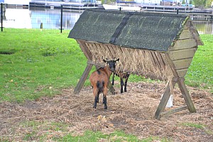 DSC_3096.JPG